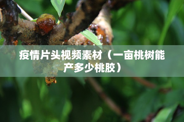 疫情片头视频素材（一亩桃树能产多少桃胶）