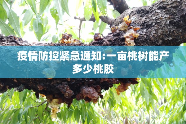 疫情防控紧急通知:一亩桃树能产多少桃胶 疫情防控紧急通知:一亩桃树能产多少桃胶
