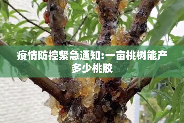 疫情防控紧急通知:一亩桃树能产多少桃胶