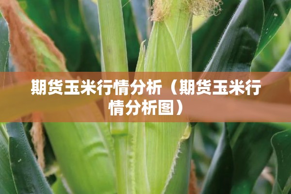 期货玉米行情分析(期货玉米行情分析图) 期货玉米行情分析(期货玉米行情分析图)