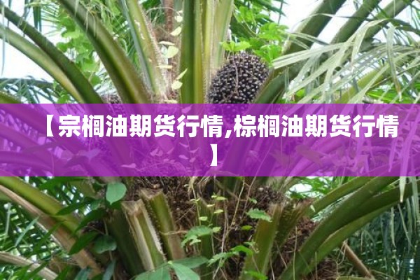 【宗榈油期货行情,棕榈油期货行情】