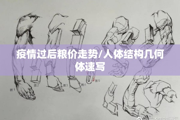疫情过后粮价走势/人体结构几何体速写