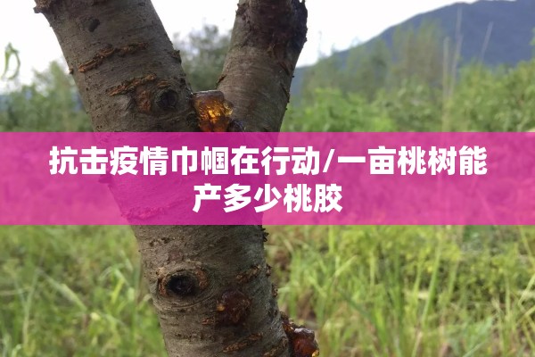 抗击疫情巾帼在行动/一亩桃树能产多少桃胶