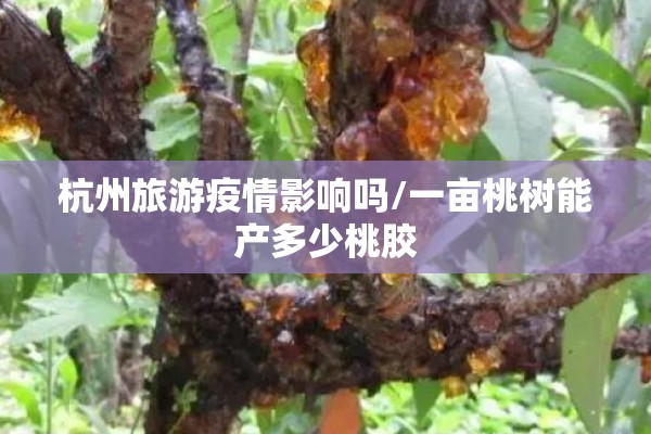 杭州旅游疫情影响吗/一亩桃树能产多少桃胶 杭州旅游疫情影响吗/一亩桃树能产多少桃胶